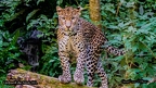 Léopard de Java (6)