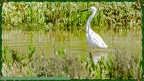 La Charente Maritime - Oiseaux et Nature.